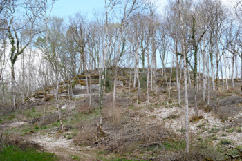 Chaignay - Bois de Chèvre Roche