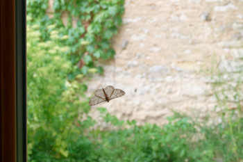 papillon sur une vitre