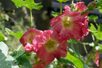 roses trémières