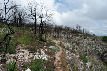 combe Lavaux 10 mois après l'incendie