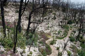 combe Lavaux 10 mois après l'incendie