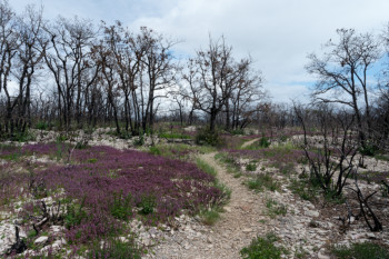 combe Lavaux 10 mois après l'incendie