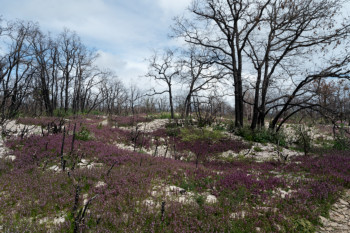 combe Lavaux 10 mois après l'incendie