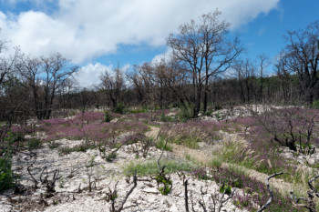 combe Lavaux 10 mois après l'incendie