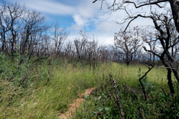 combe Lavaux 10 mois après l'incendie