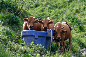 vaches à l'abreuvoir