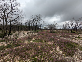 combe Lavaux 10 mois après l'incendie