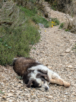 chien au repos