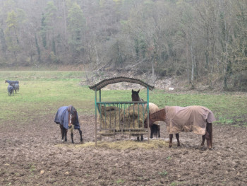 Chevaux à l'hivernage