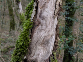 Cernes d'arbre