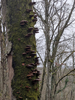 champignon lignicole