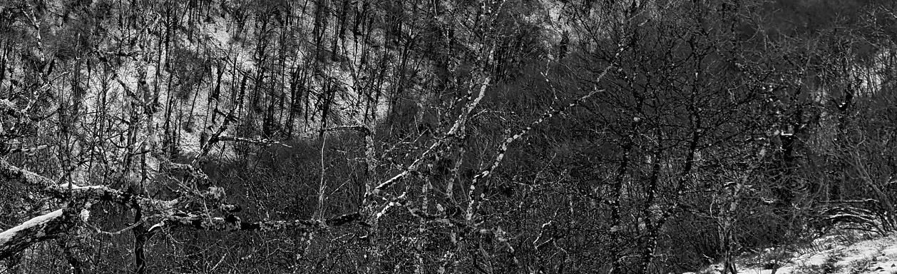 Étaules, Combe Renevey - Janvier 2026