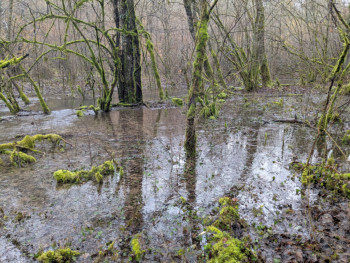 Barjon - ruisseau de Comolot