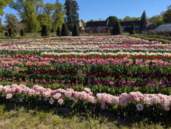 Tulipes à Chenonceaux
