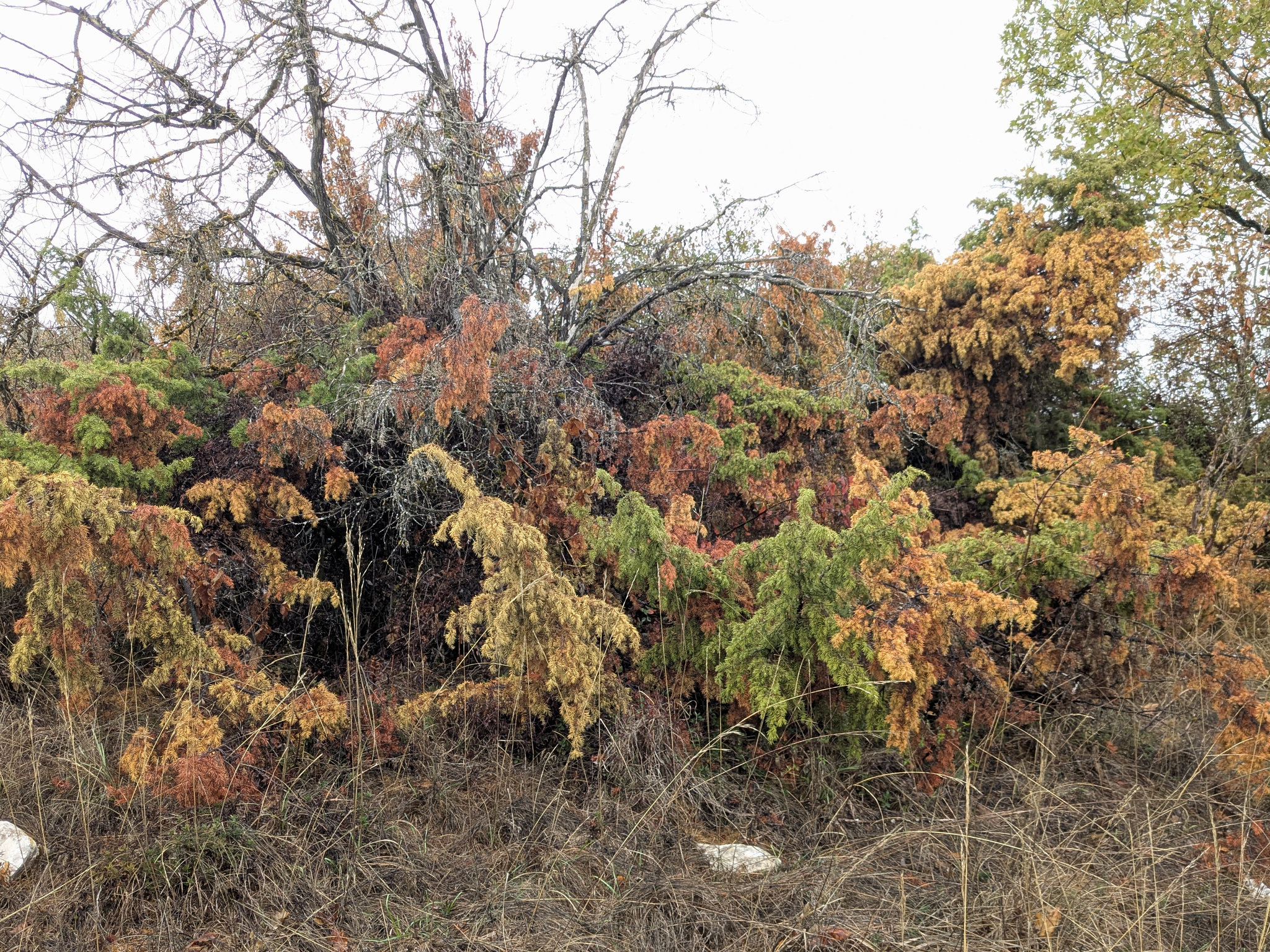 Genévrier à l'automne