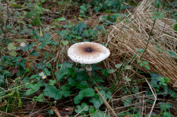 champignon - bois d'Épagny