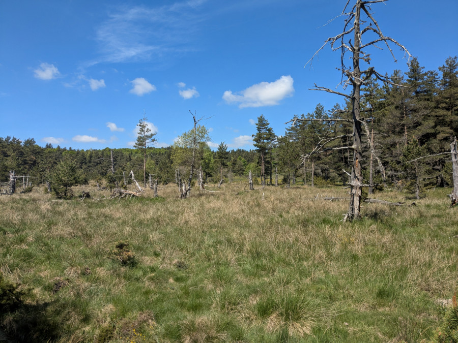 arbres morts - Mai 2025