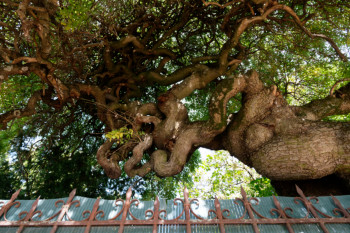 arbre des pagodes - Dijon 