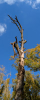 arbre mort sur ciel bleu